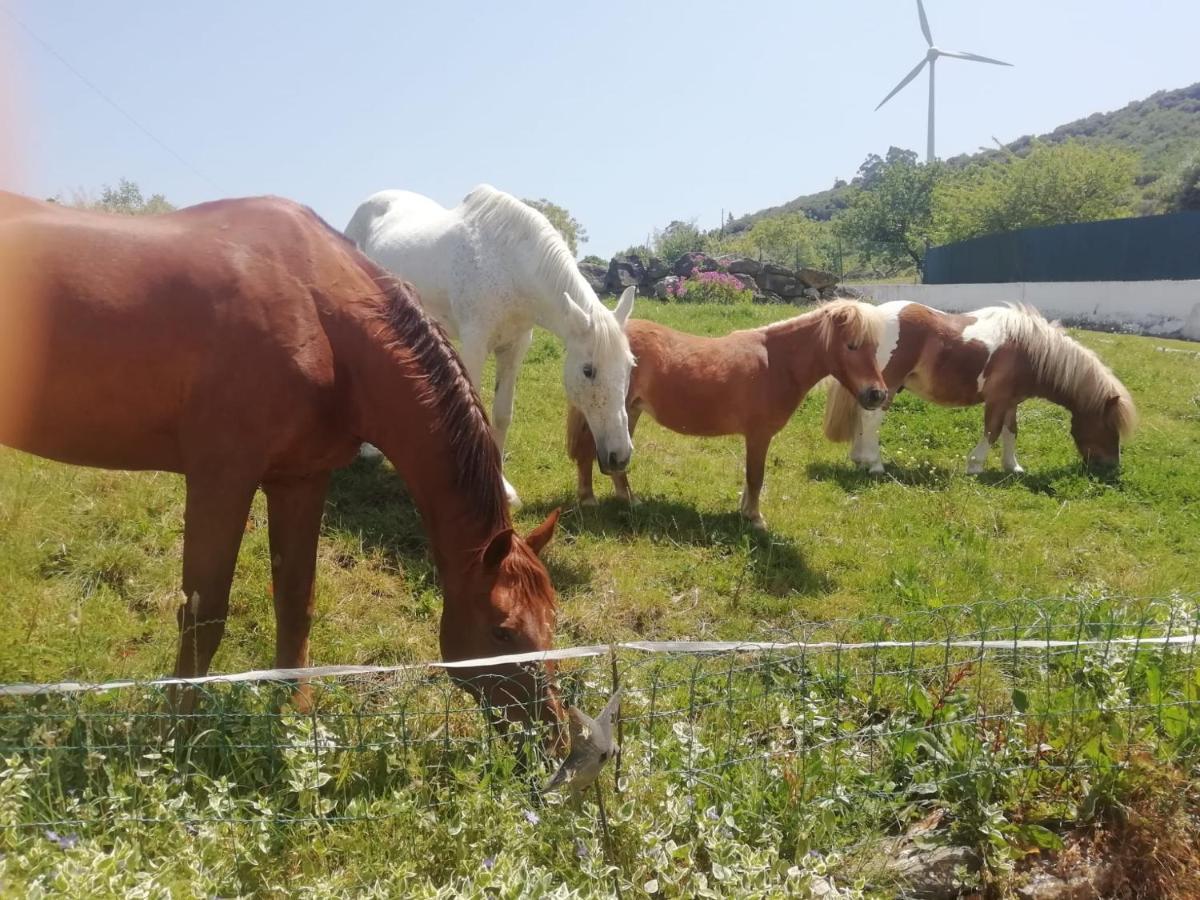 Casinha Da Lareira - Quintinha Dos Cavalos- Chalet *